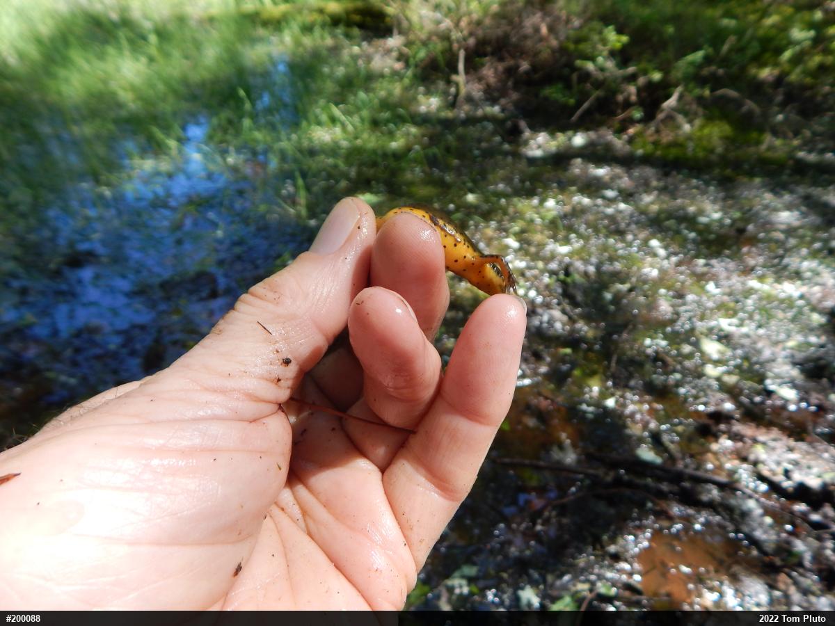 Red-spotted Newt