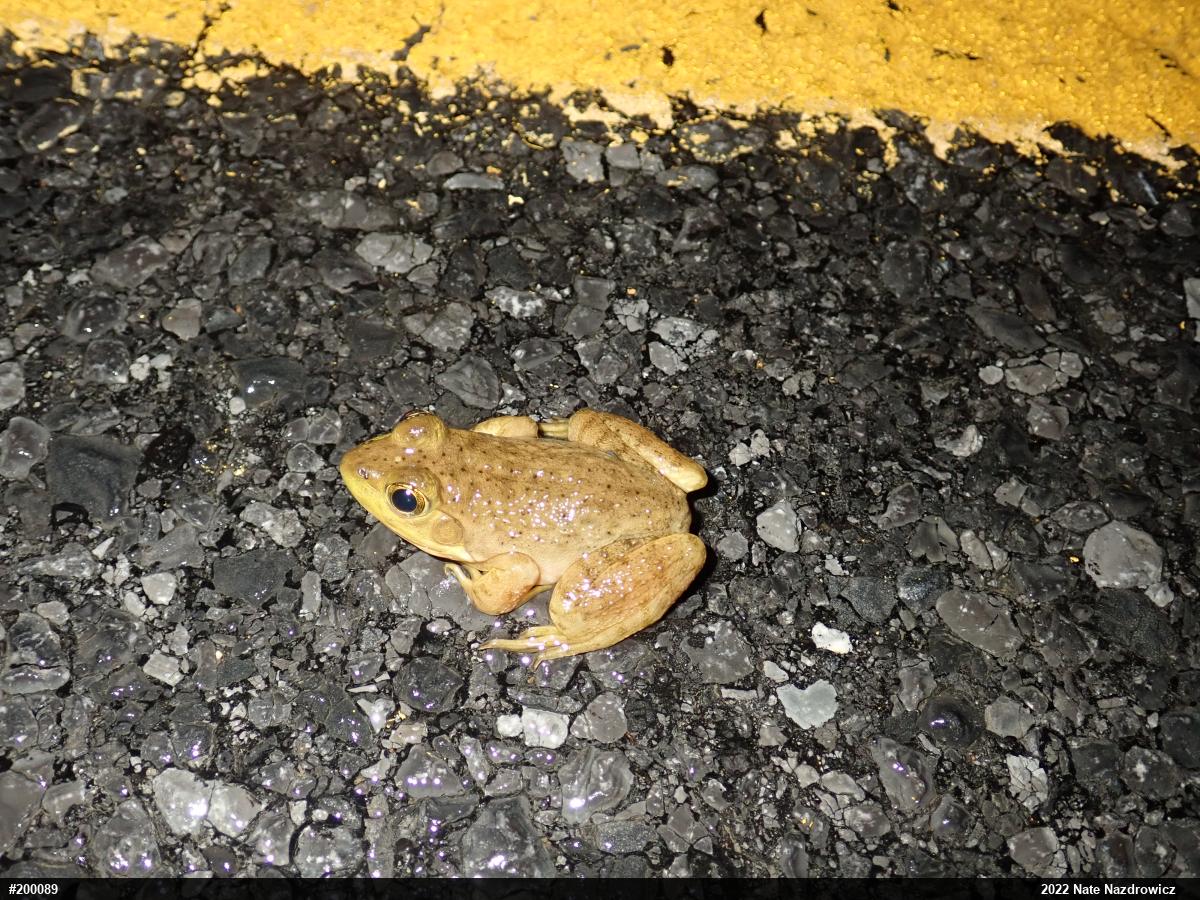 American Bullfrog