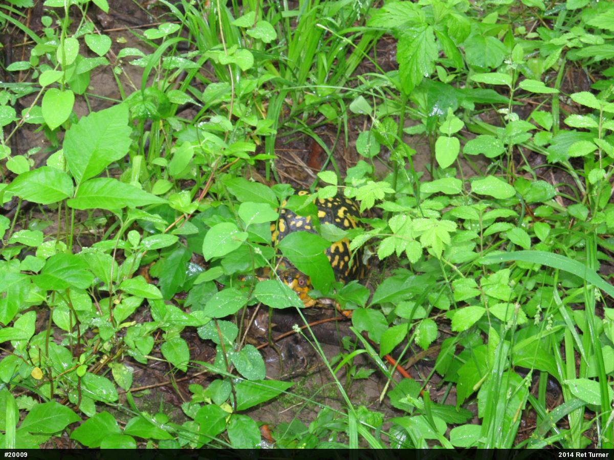 Eastern Box Turtle