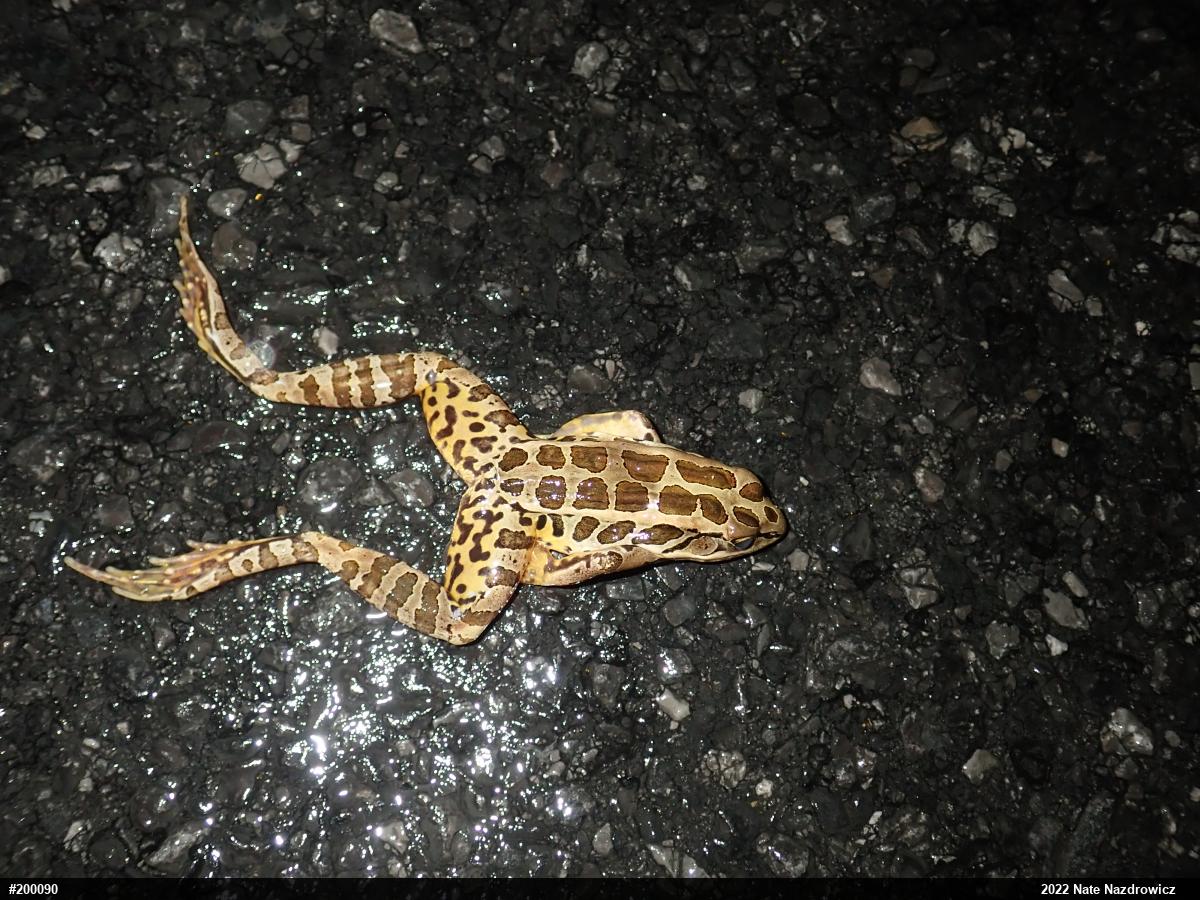Pickerel Frog