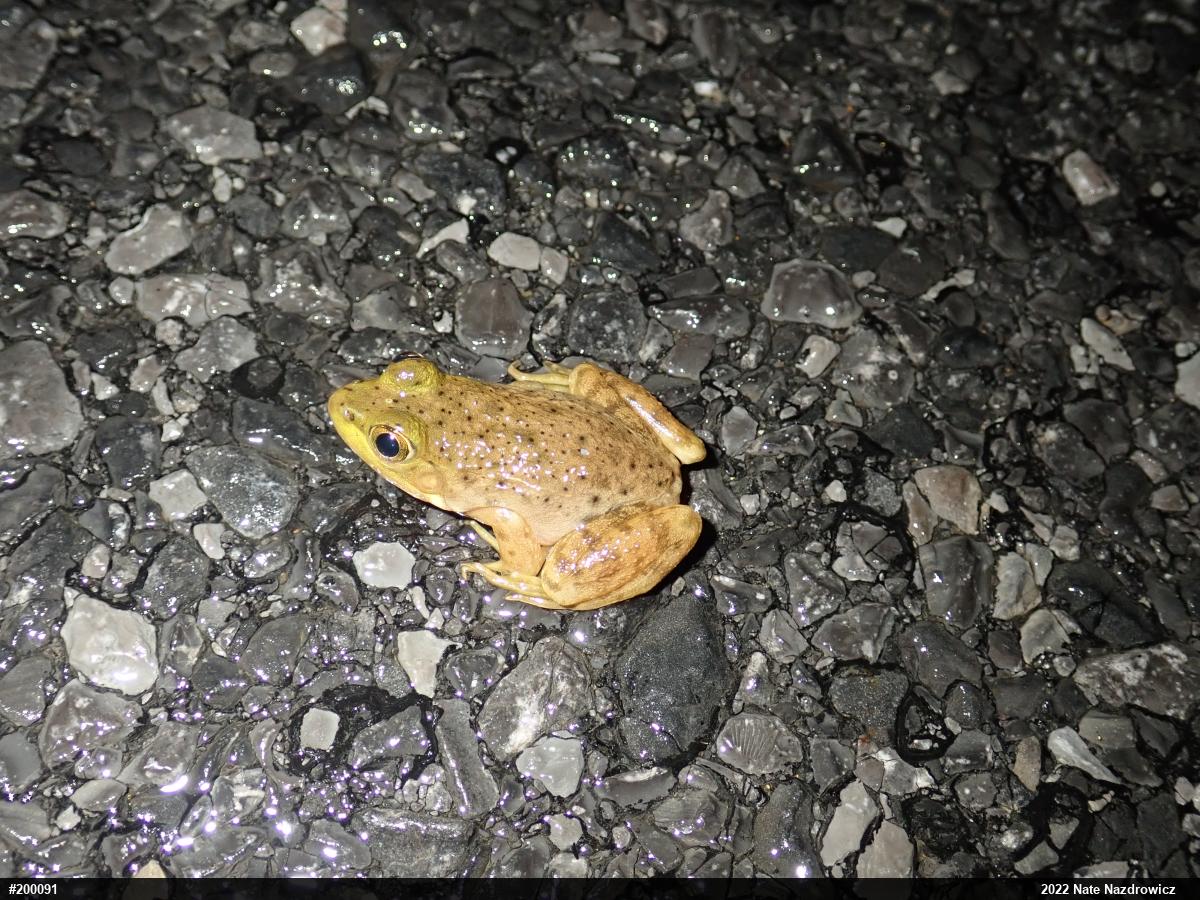 American Bullfrog
