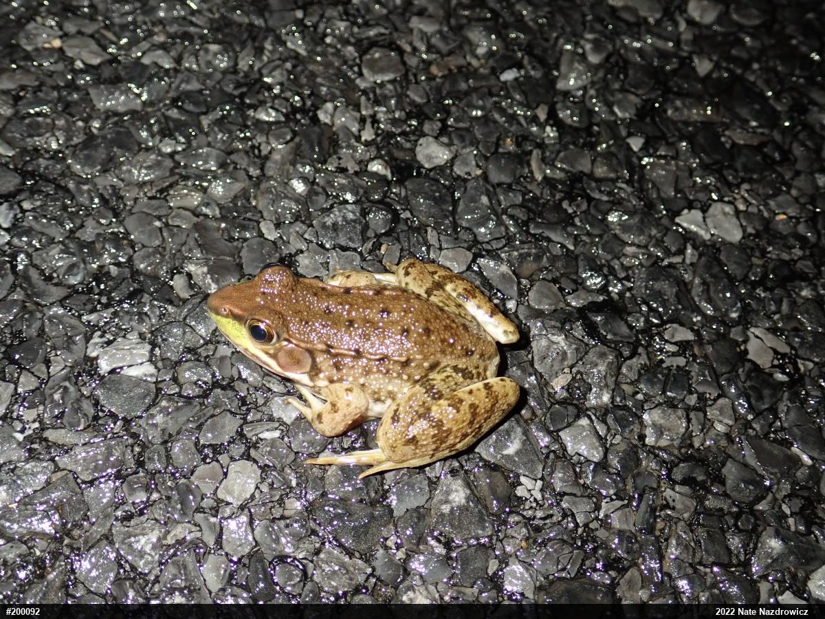 Green Frog