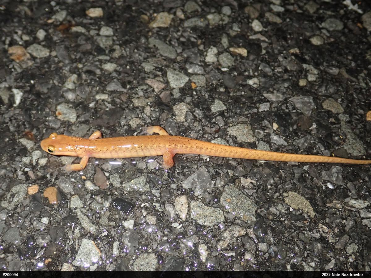 Eastern Long-tailed Salamander