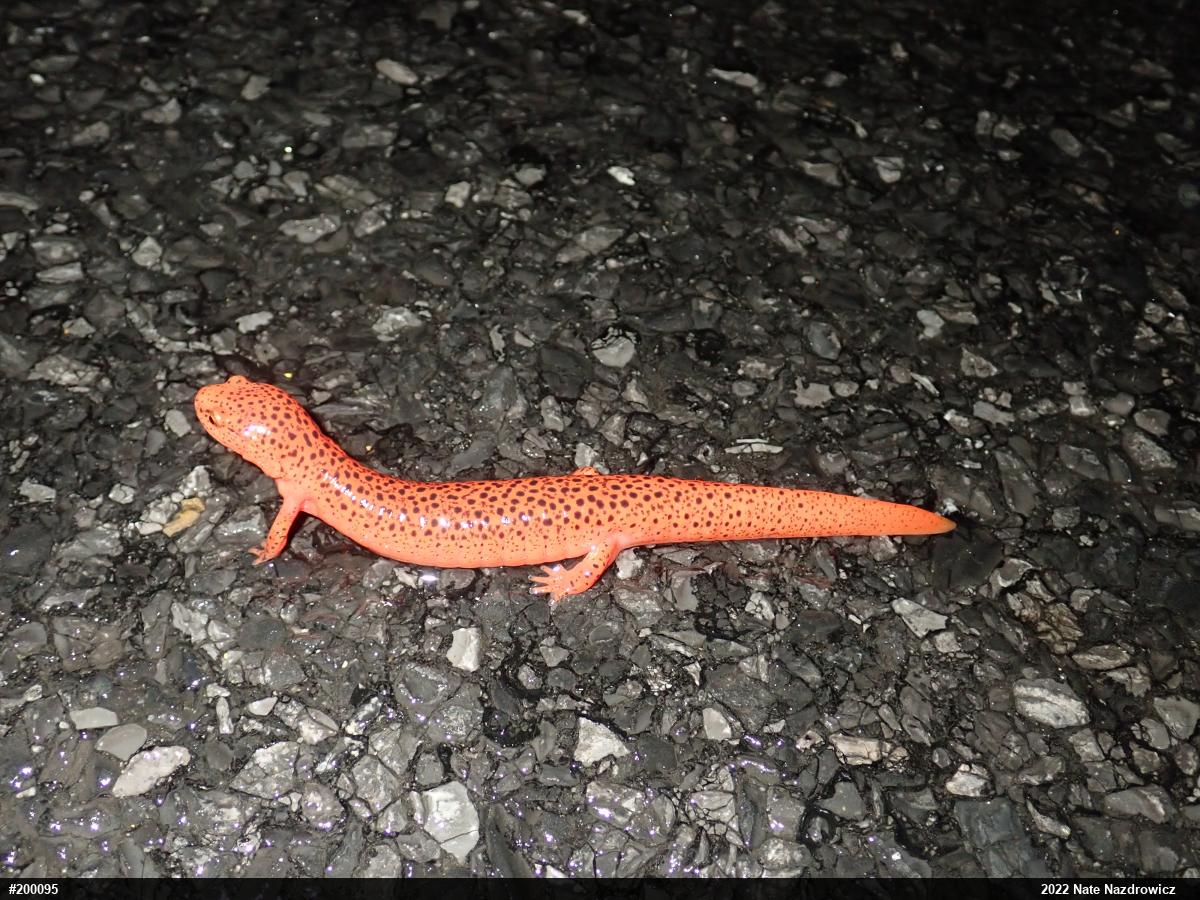 Northern Red Salamander