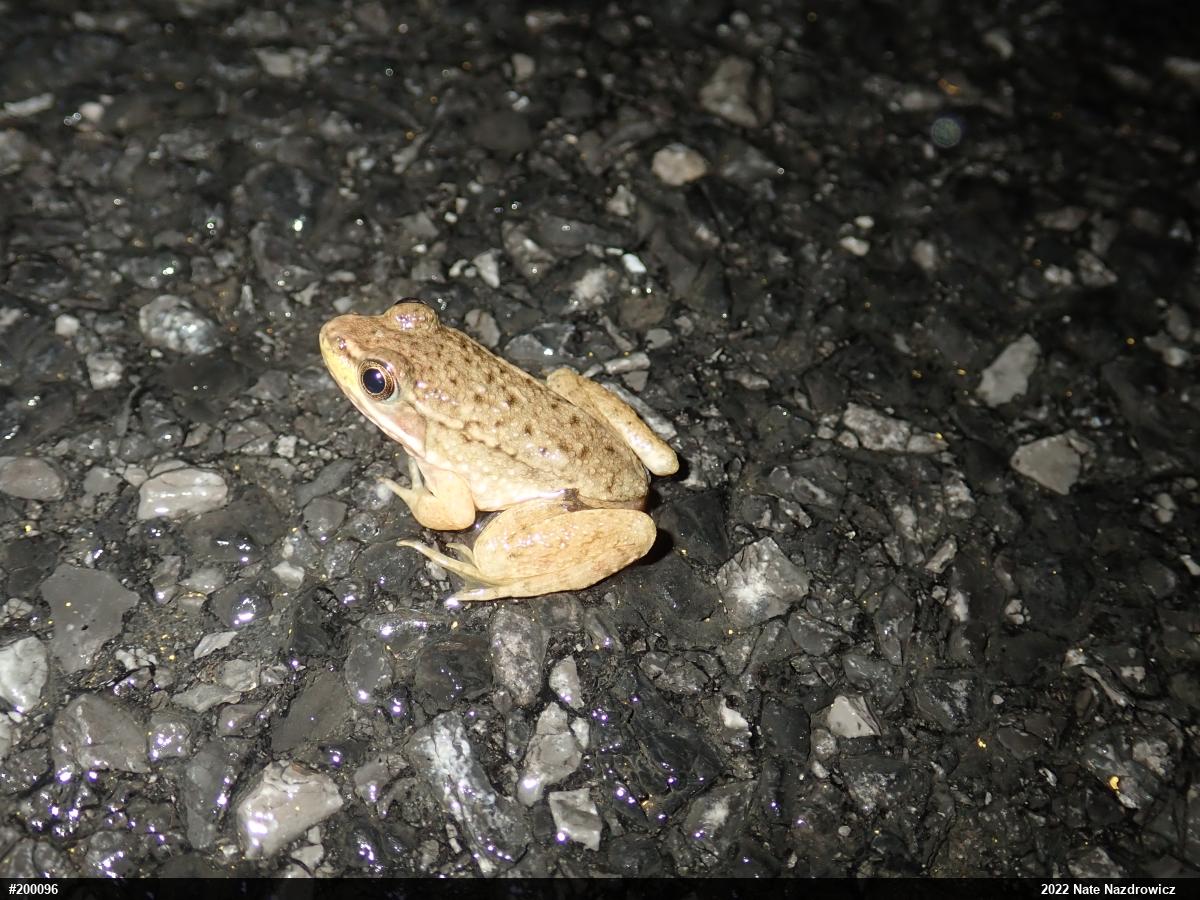 Green Frog