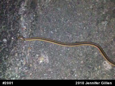 Eastern Gartersnake