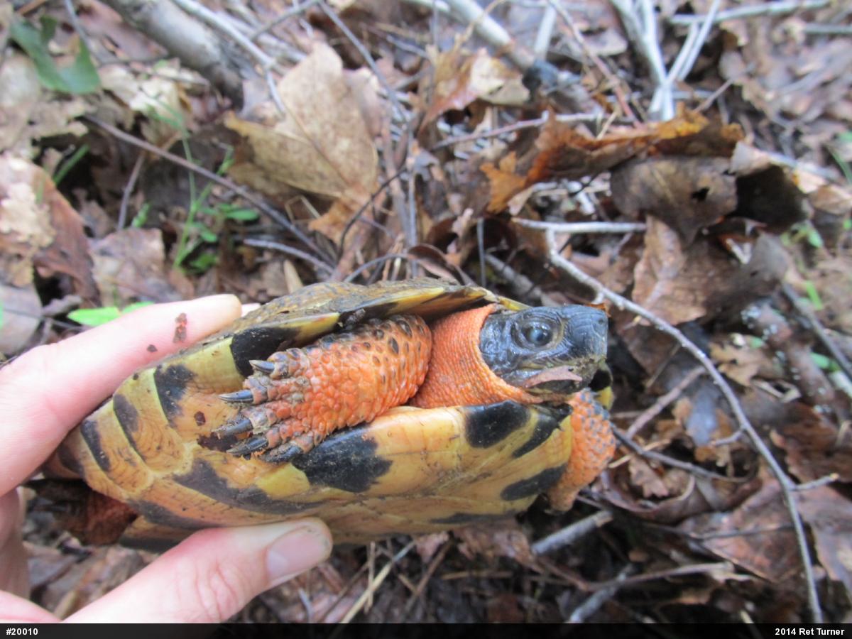 Wood Turtle