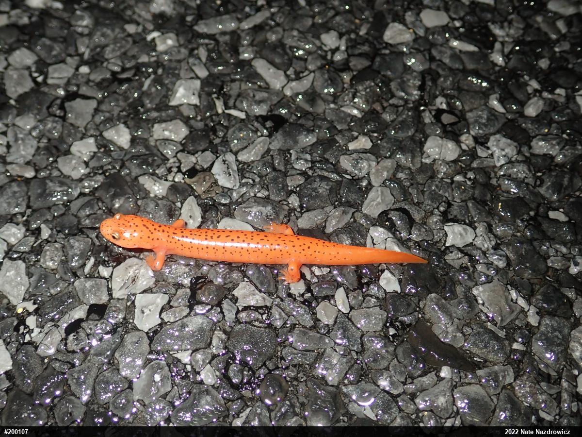 Northern Red Salamander