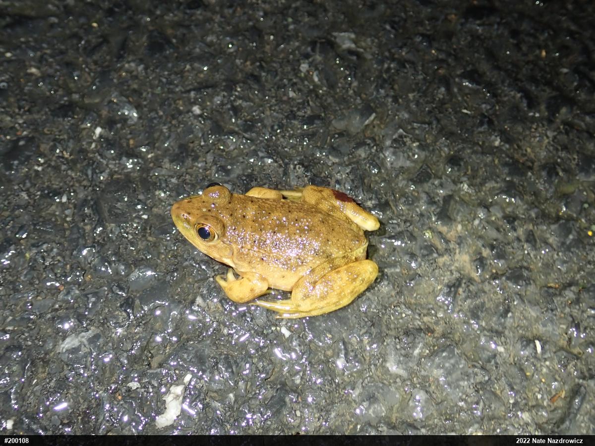 American Bullfrog