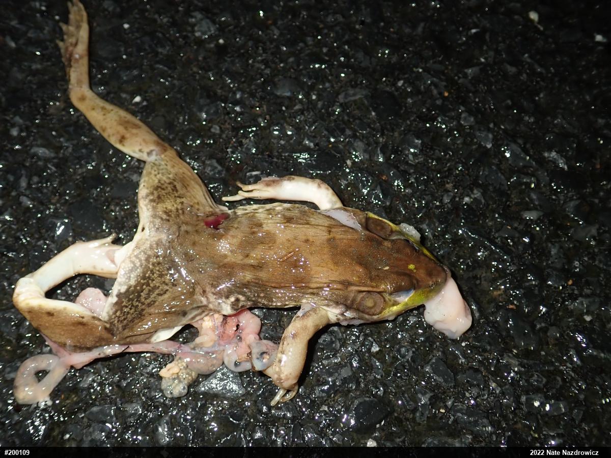 Green Frog