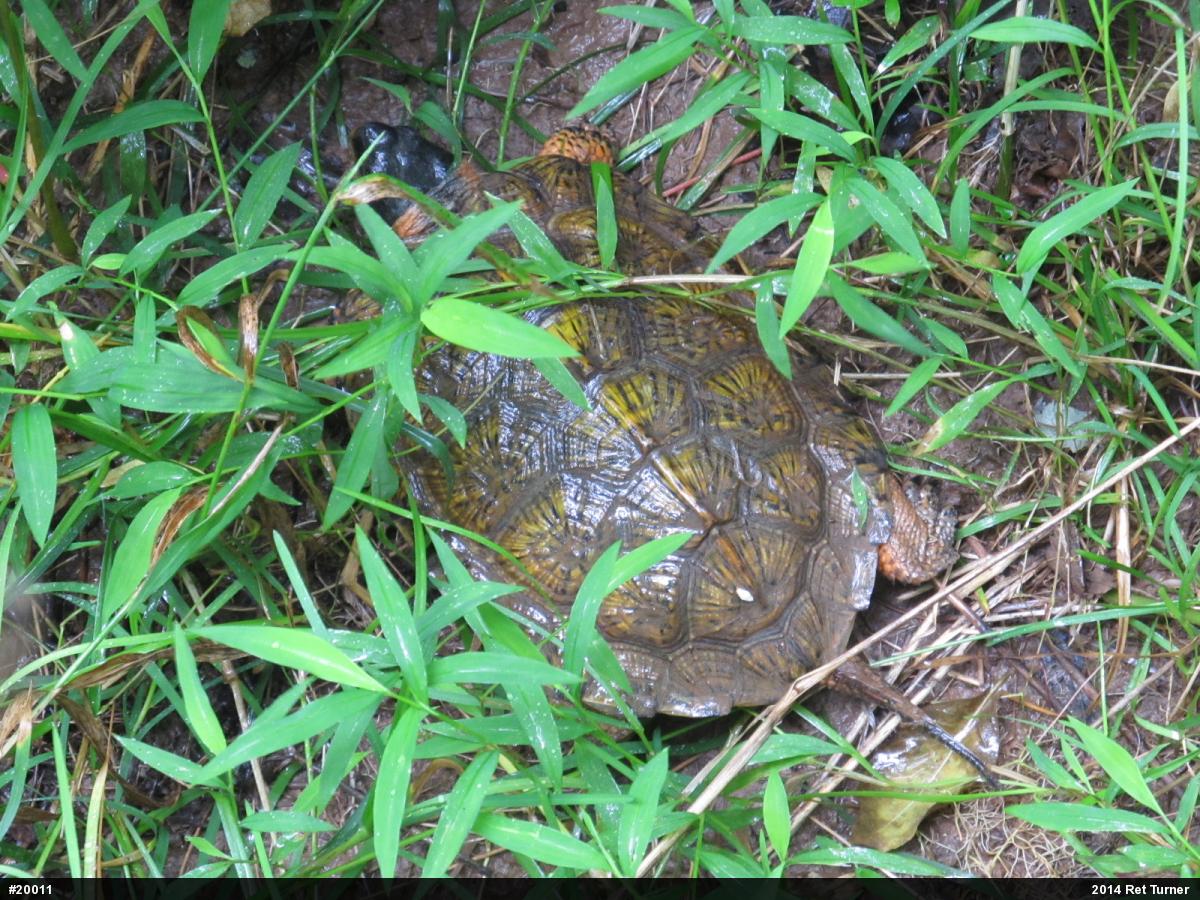 Wood Turtle
