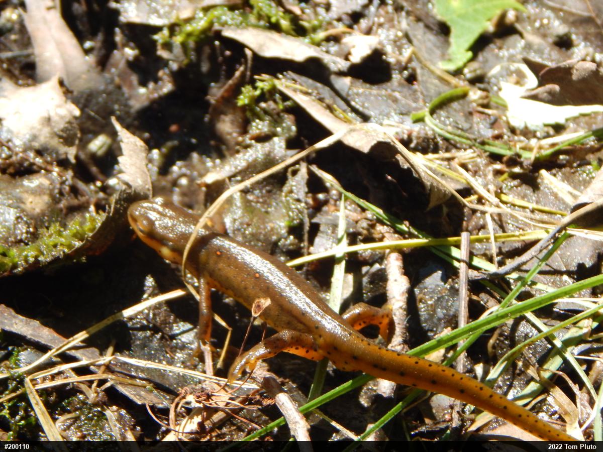 Red-spotted Newt
