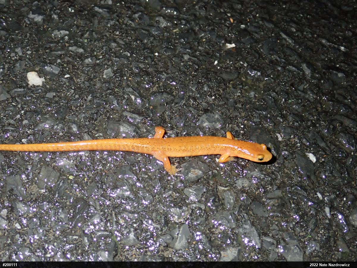 Eastern Long-tailed Salamander