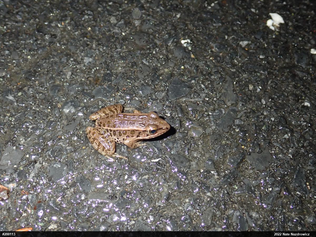 Pickerel Frog