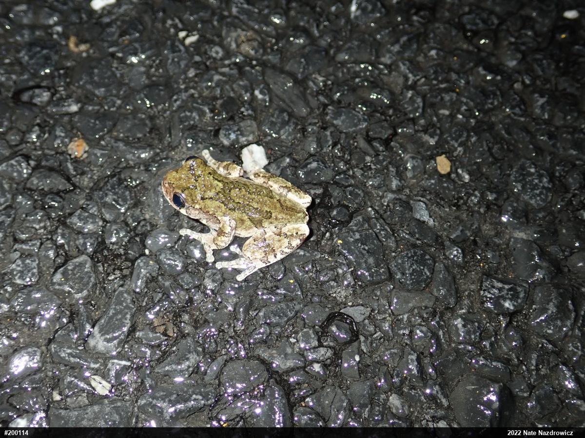 Unknown Gray Treefrog