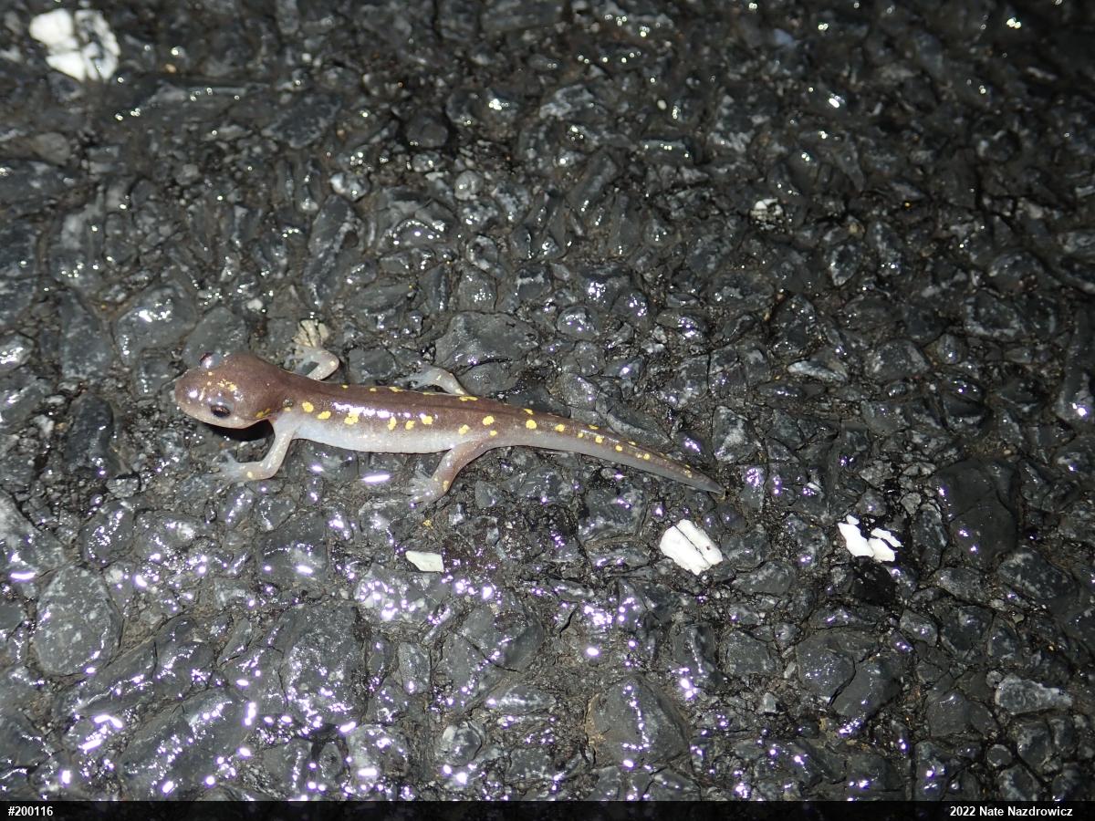Spotted Salamander