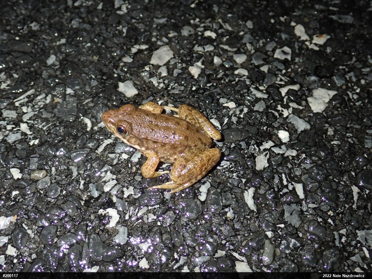 Green Frog