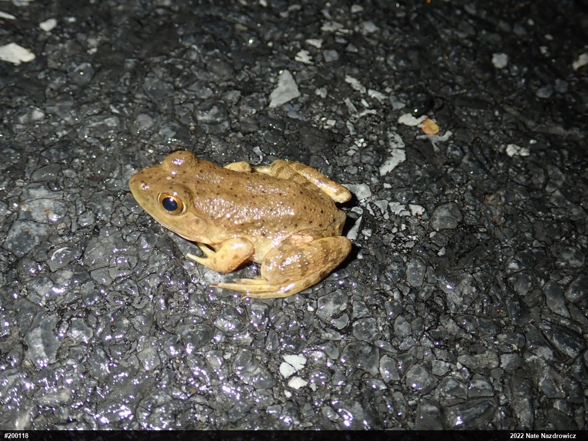 American Bullfrog