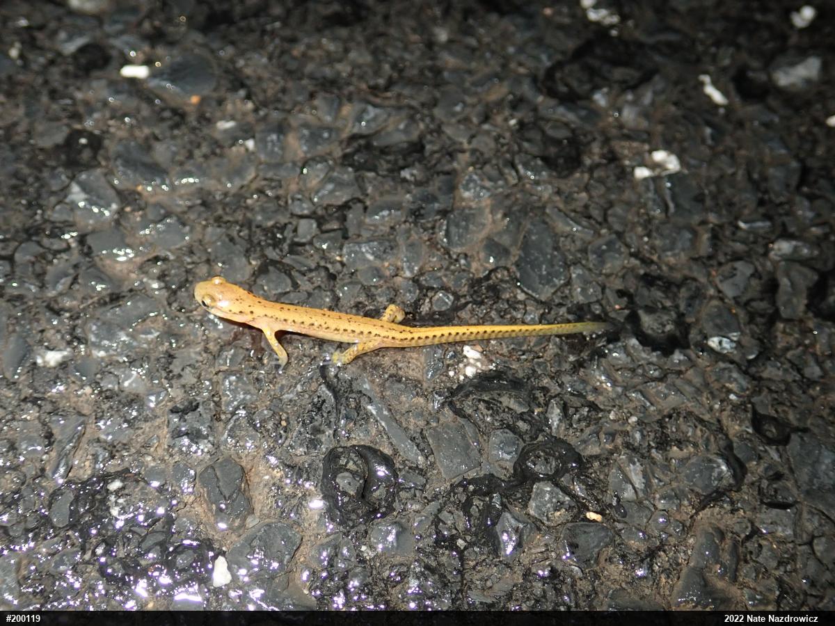 Eastern Long-tailed Salamander