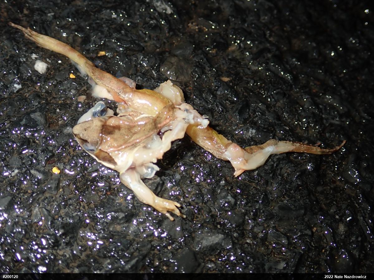 Wood Frog