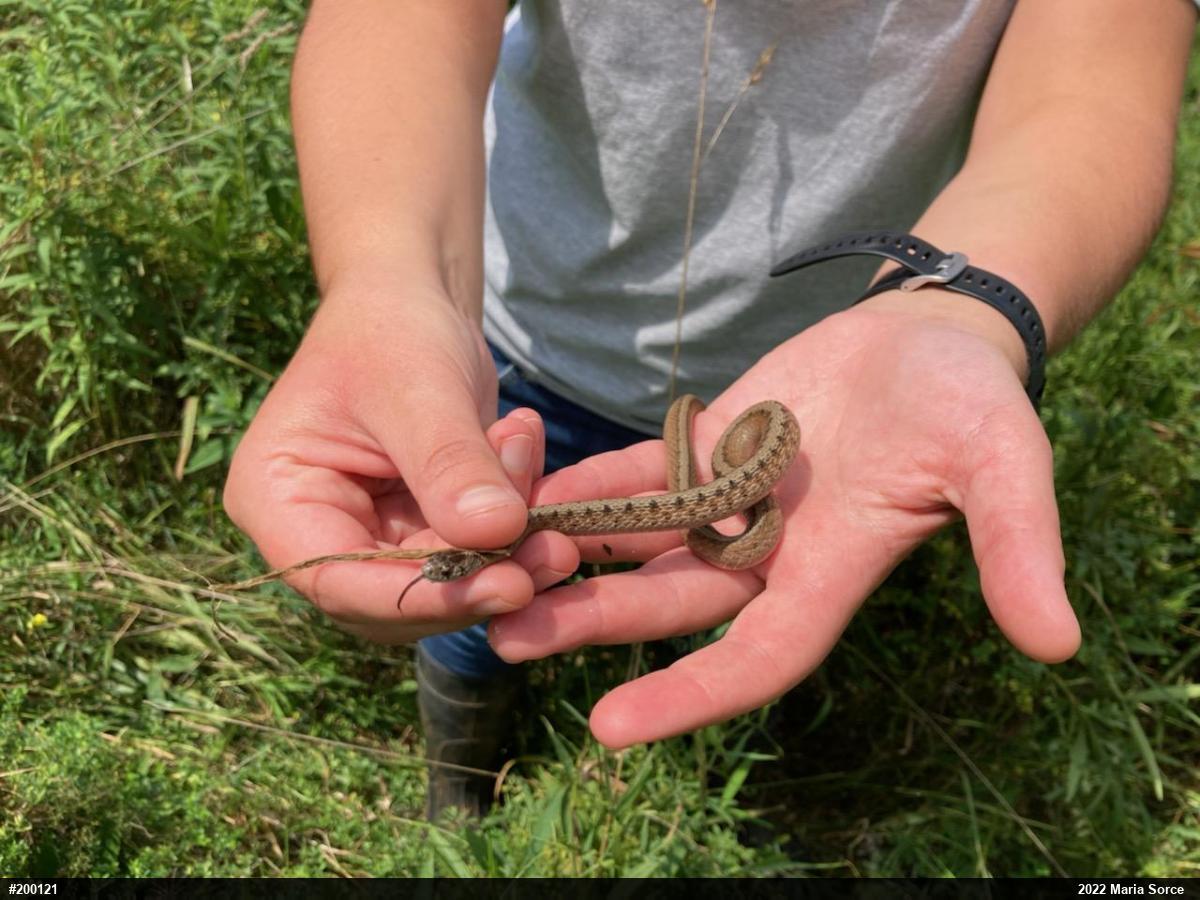 Dekay's Brownsnake