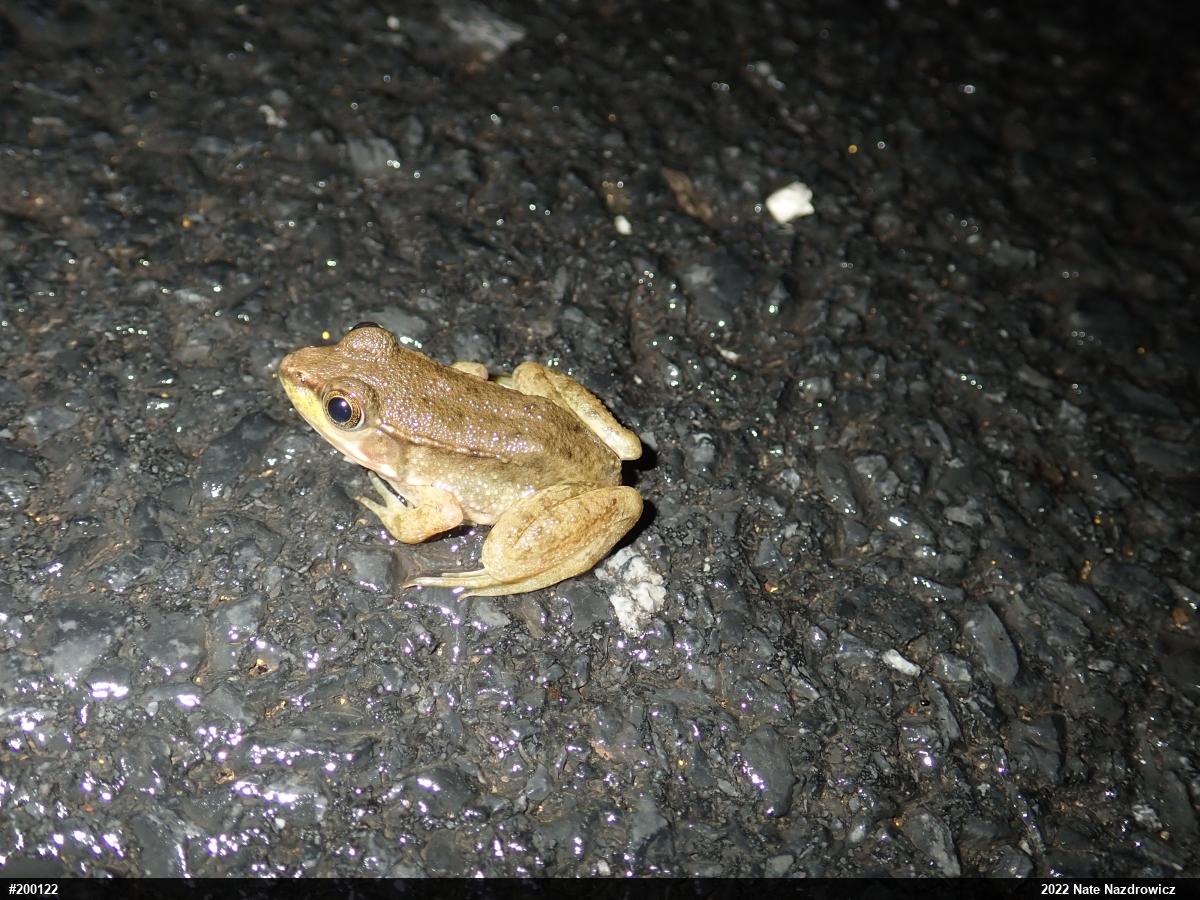 Green Frog