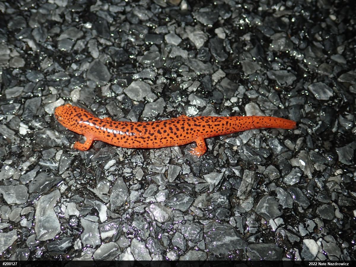 Northern Red Salamander