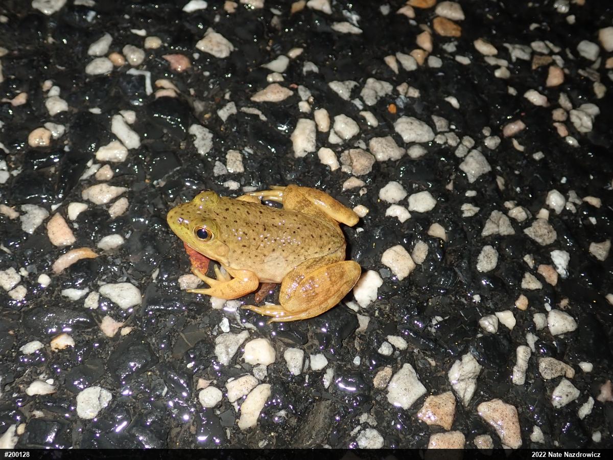 American Bullfrog