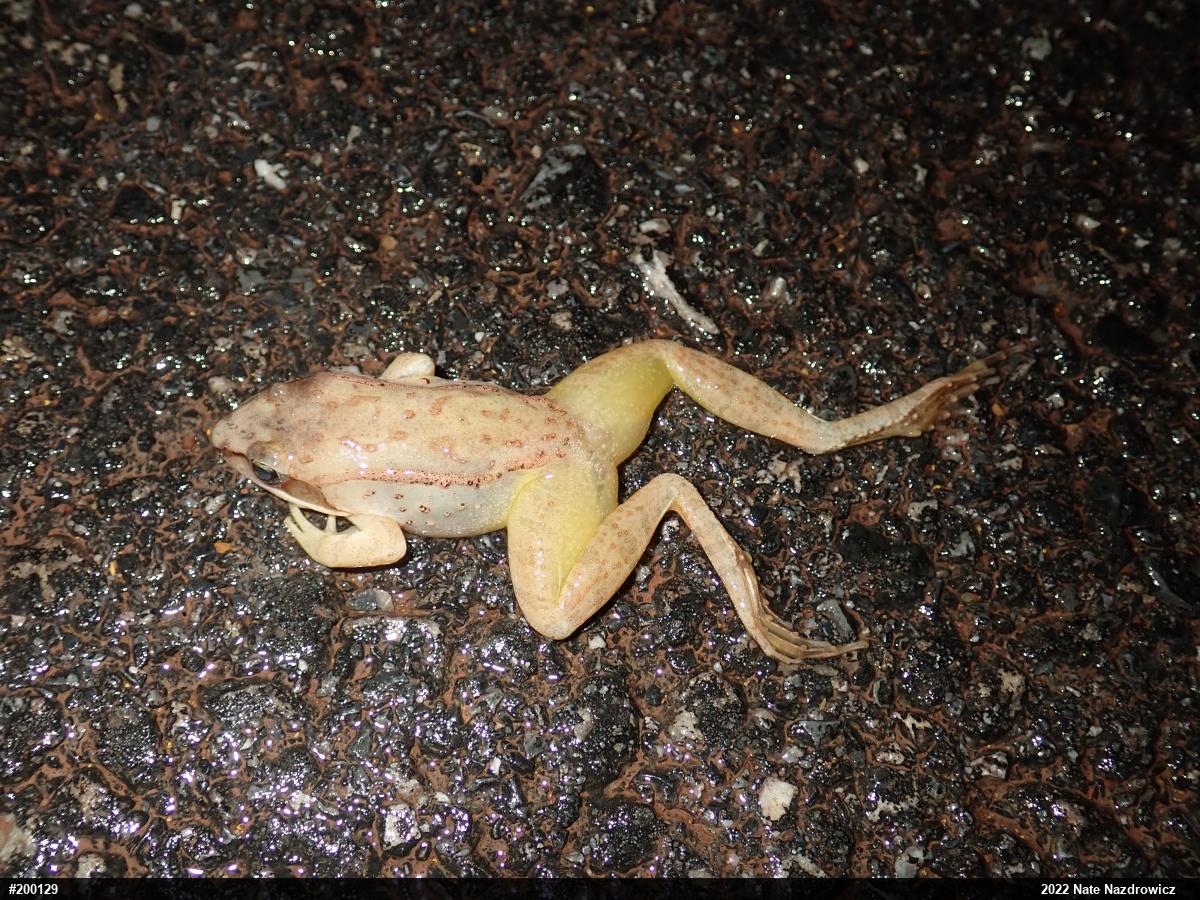 Wood Frog
