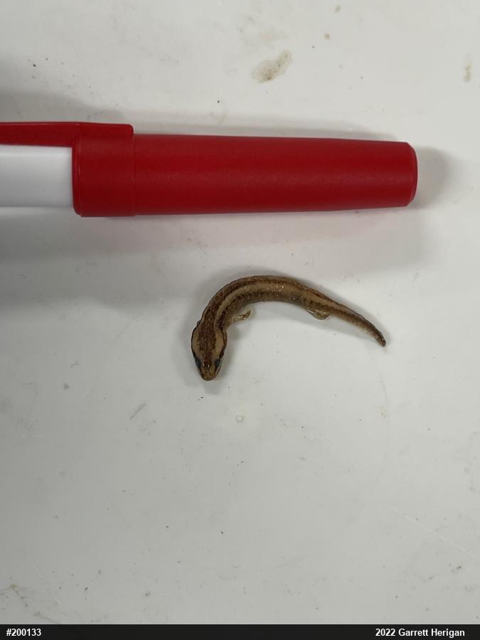 Common Mudpuppy