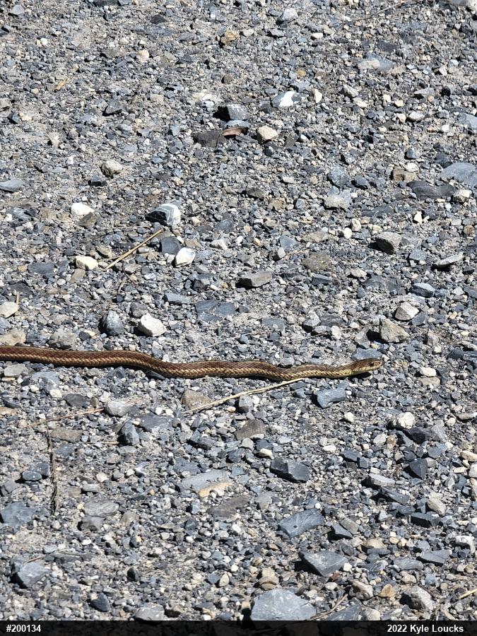 Eastern Gartersnake