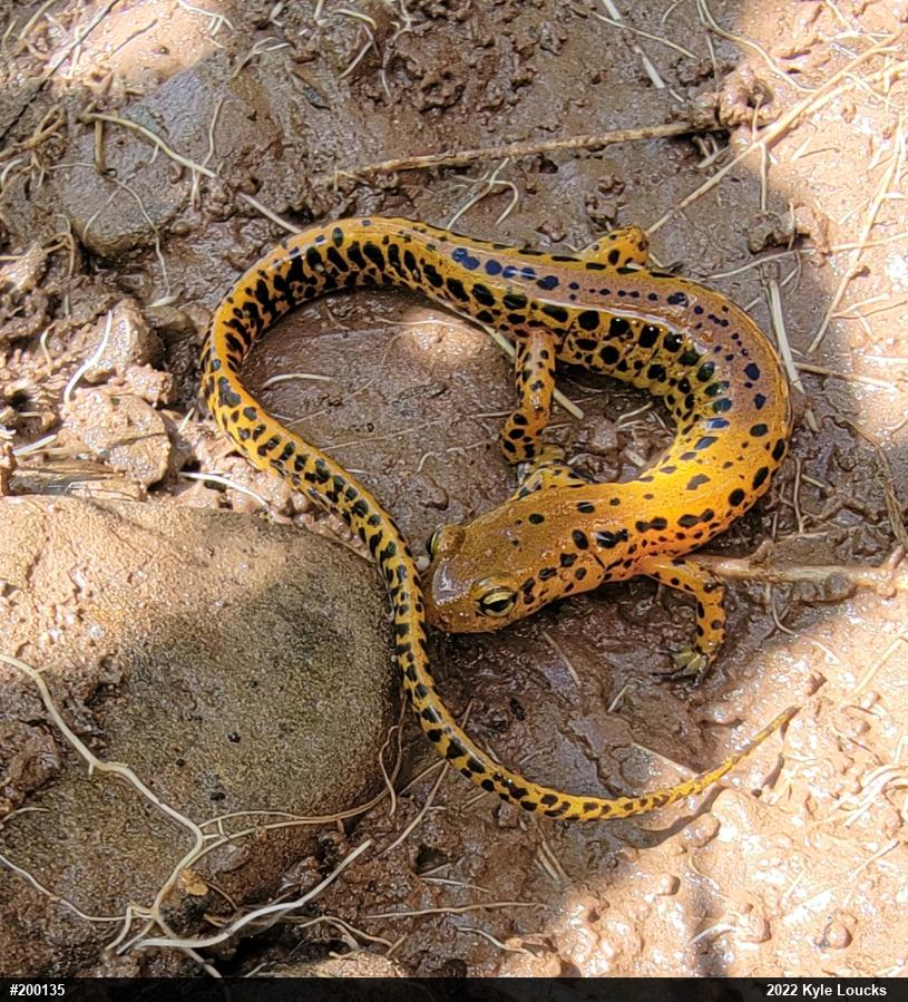 Eastern Long-tailed Salamander