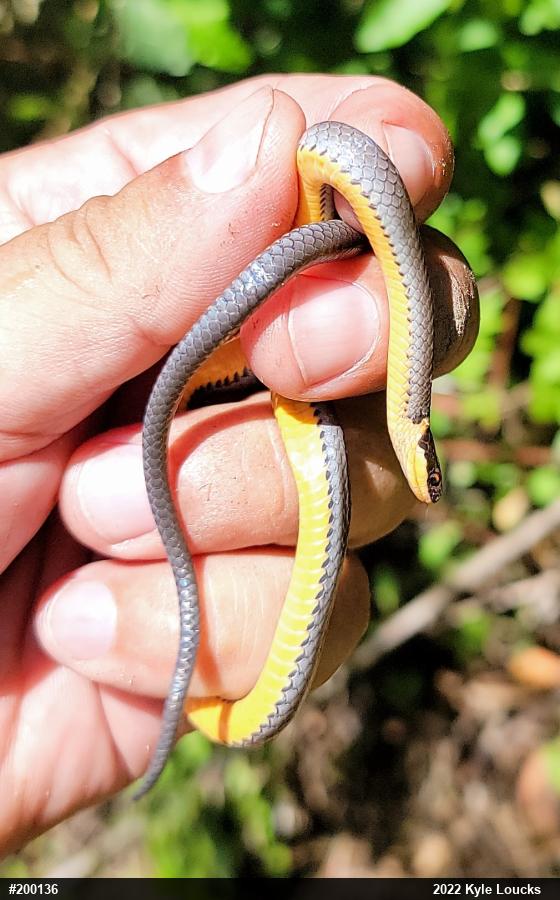 Northern Ring-necked Snake