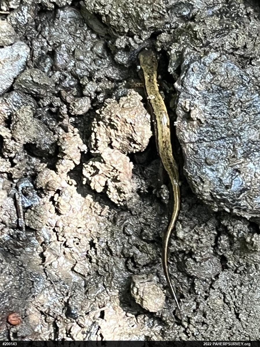 Northern Two-lined Salamander