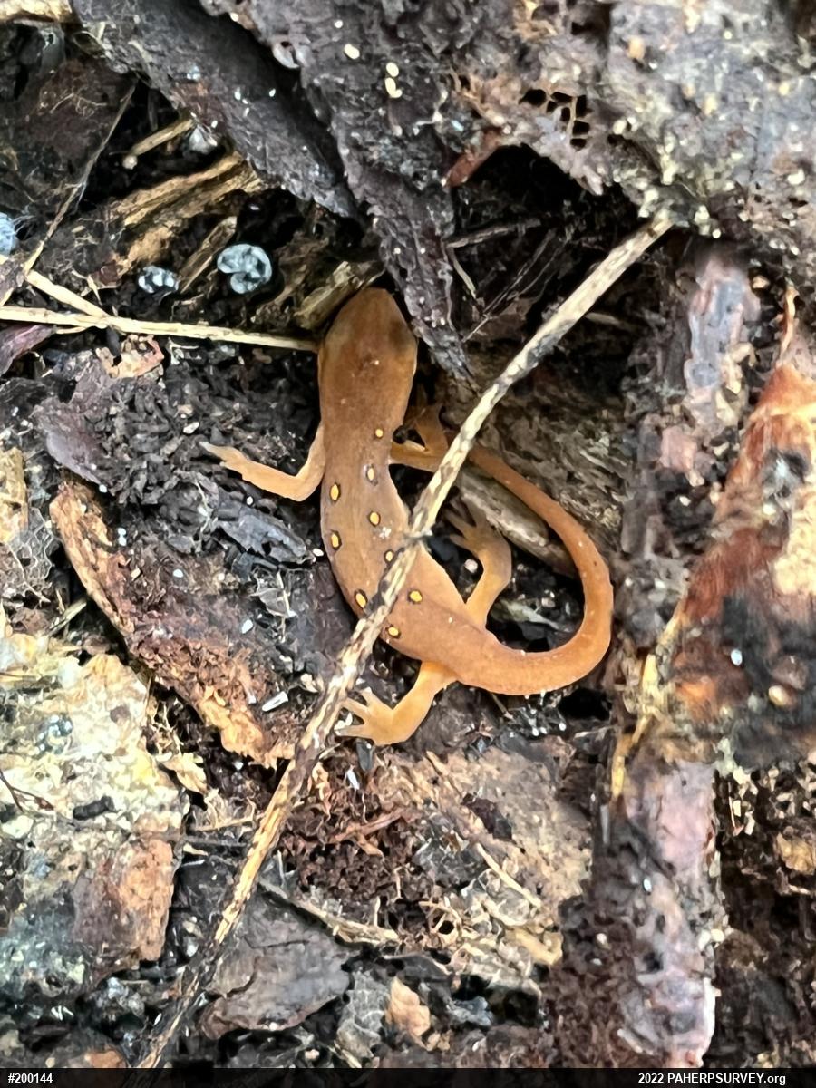Red-spotted Newt