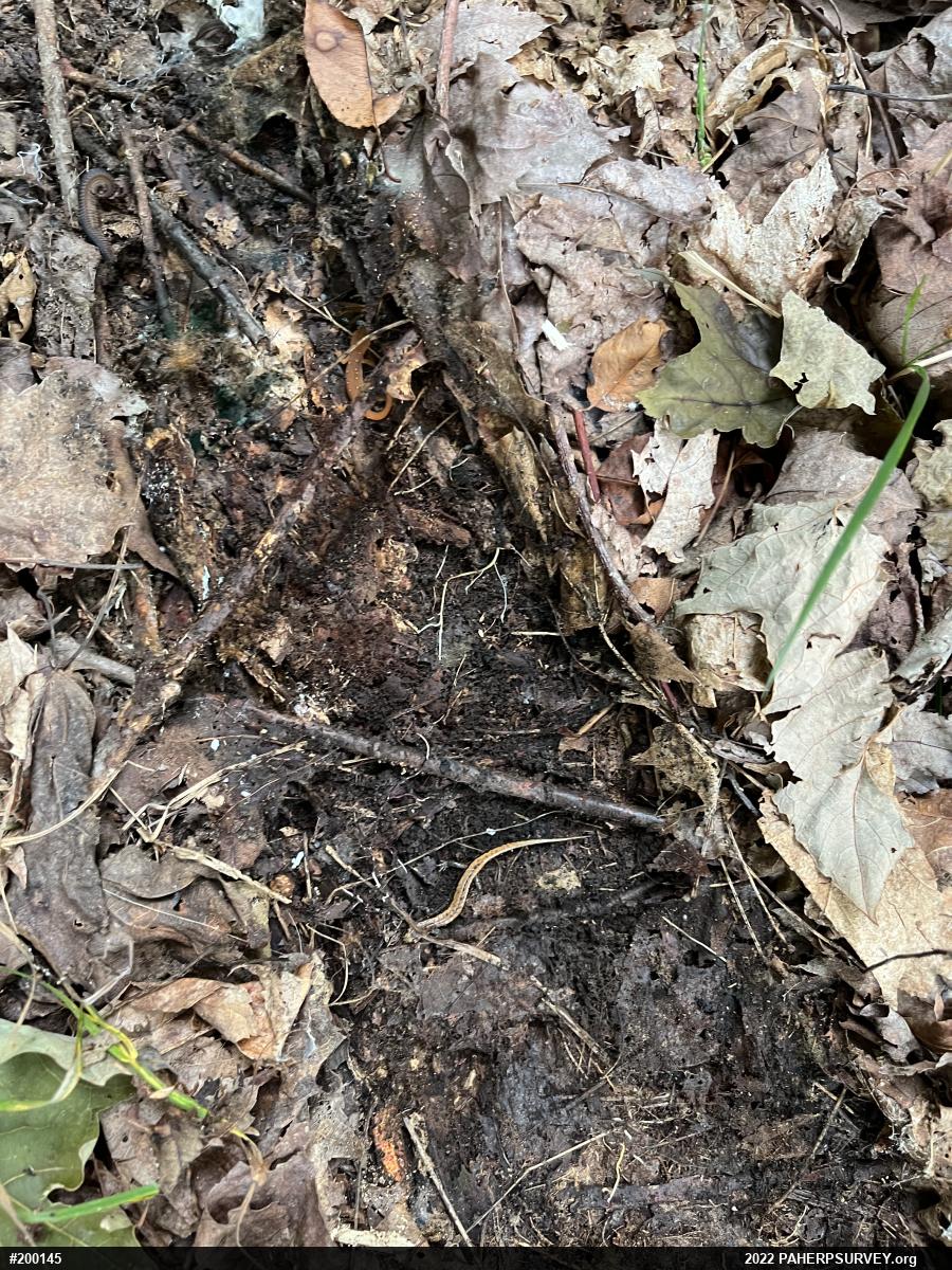 Allegheny Mountain Dusky Salamander