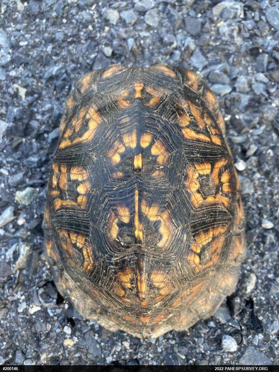 Eastern Box Turtle