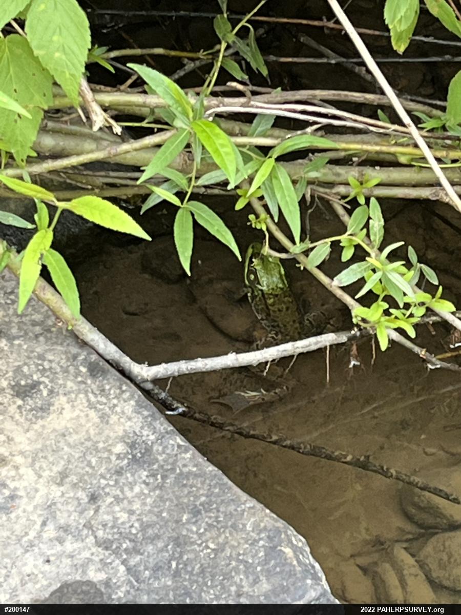 Green Frog