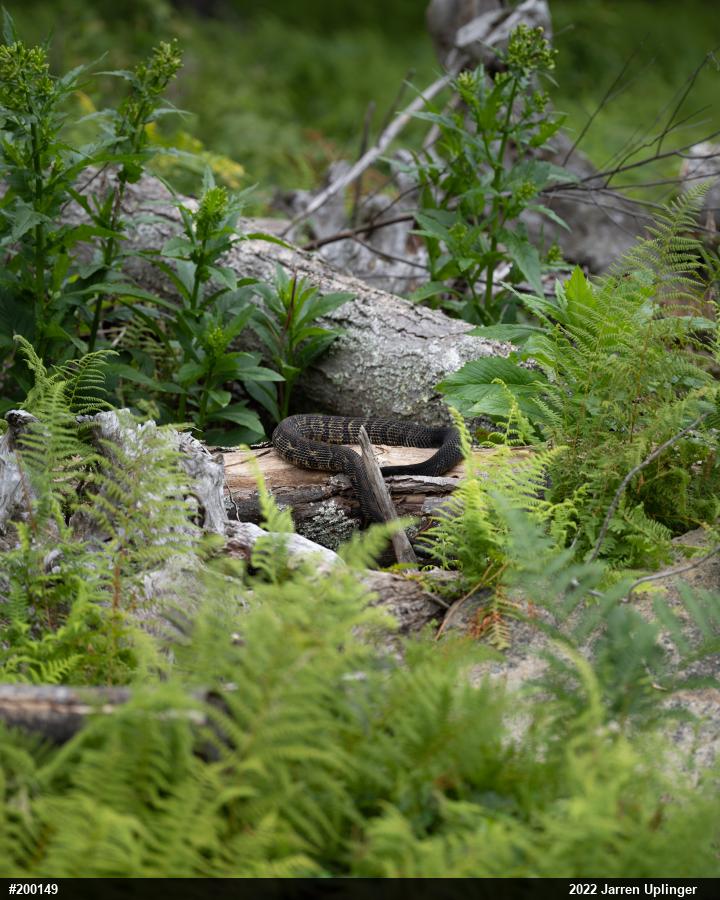 Timber Rattlesnake