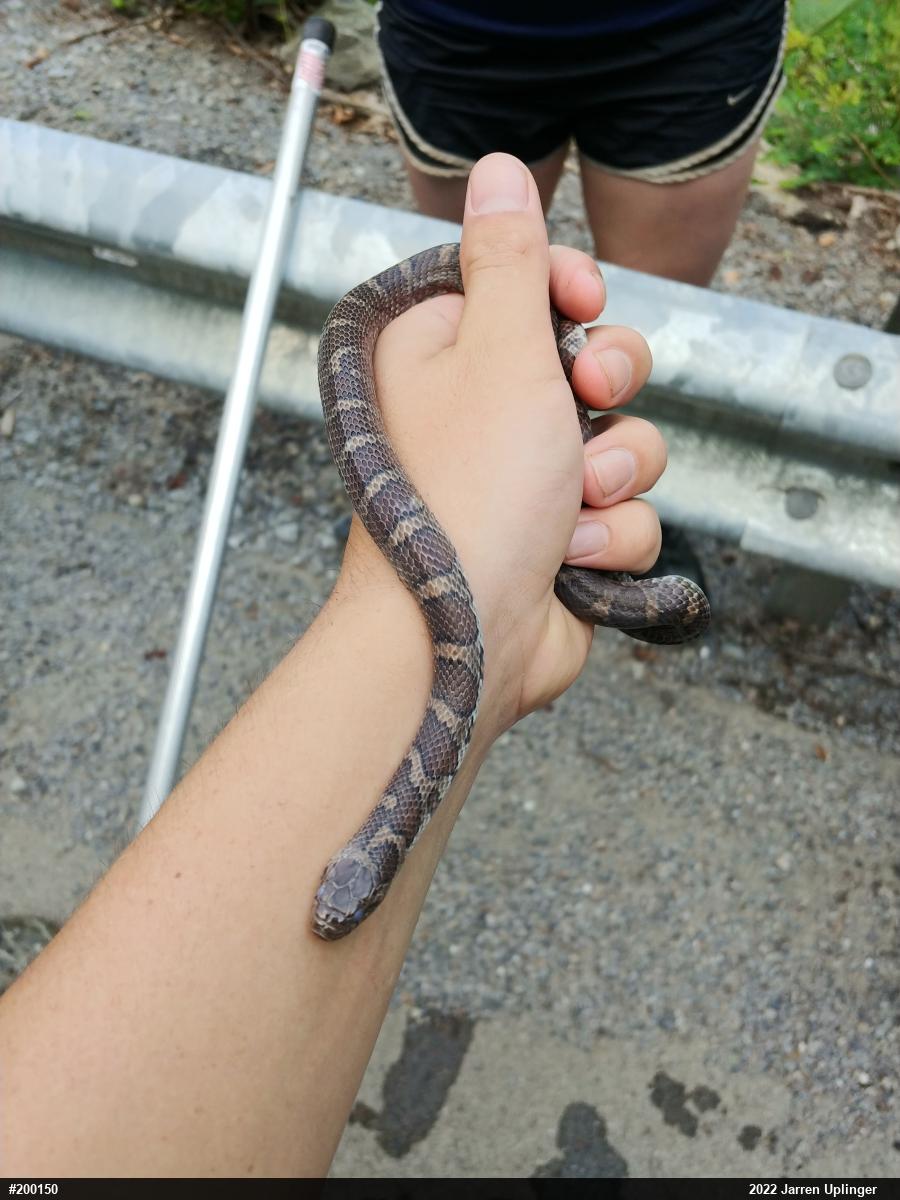 Eastern Milksnake