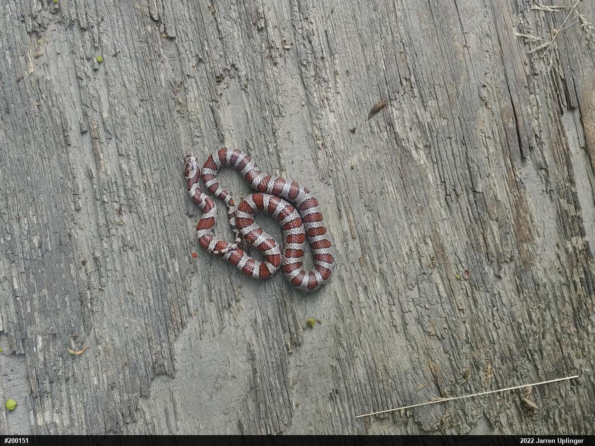 Eastern Milksnake