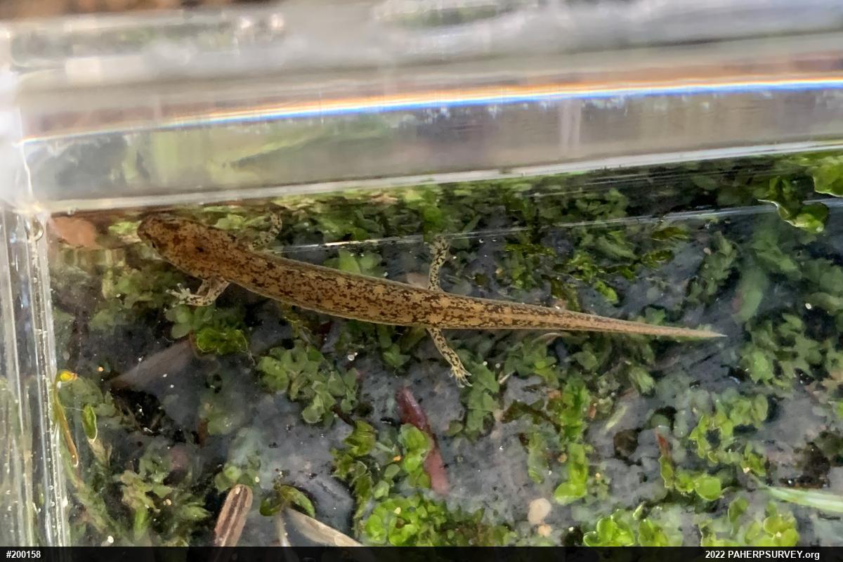 Northern Two-lined Salamander