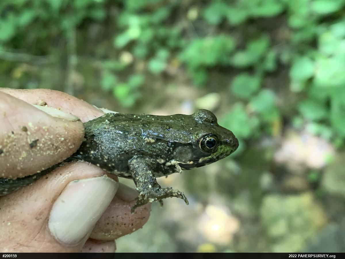 Green Frog