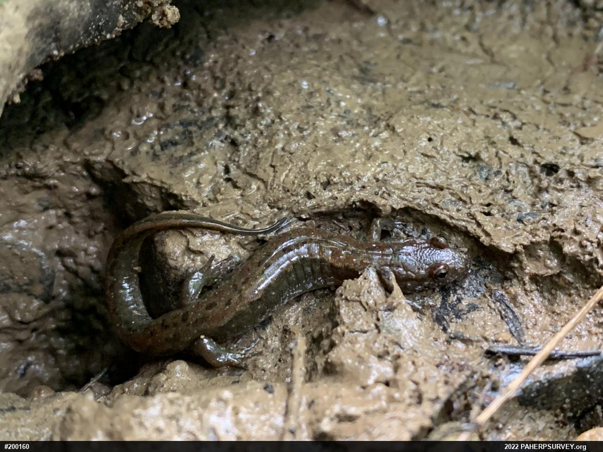 Northern Dusky Salamander