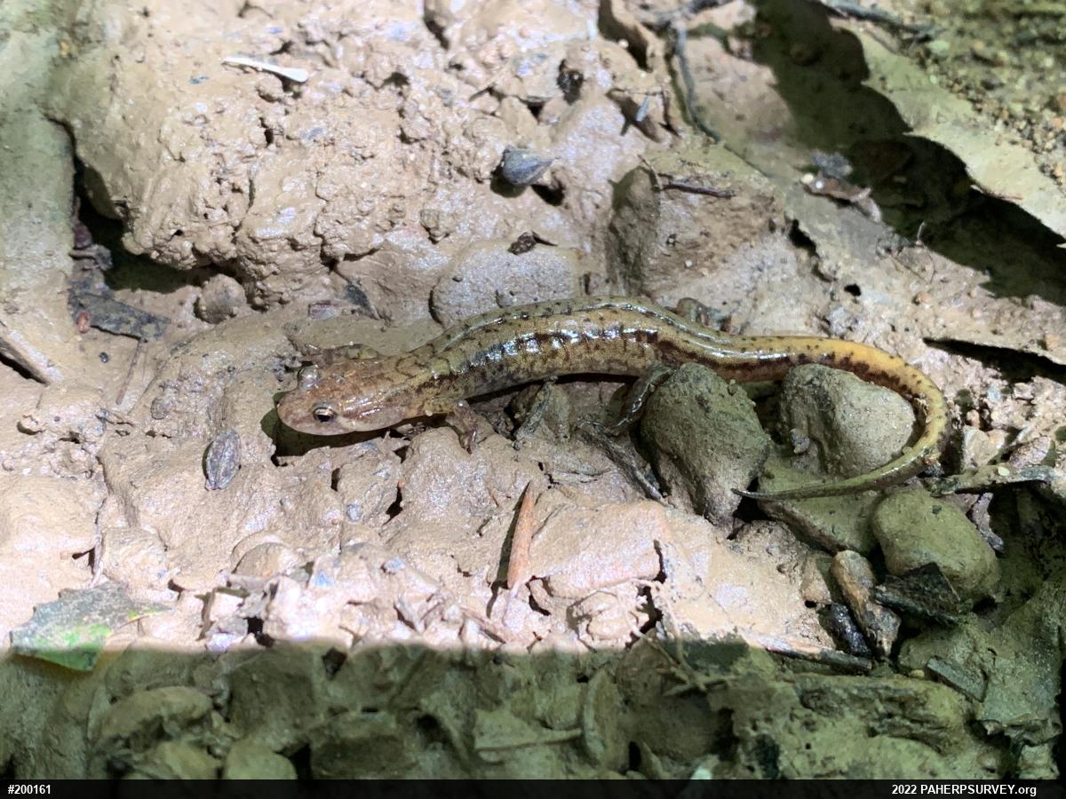 Allegheny Mountain Dusky Salamander