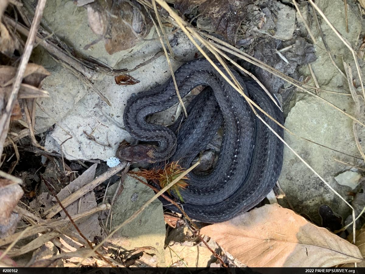 Red-bellied Snake