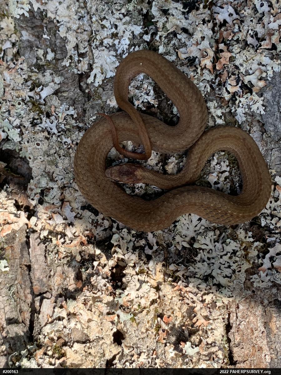 Red-bellied Snake