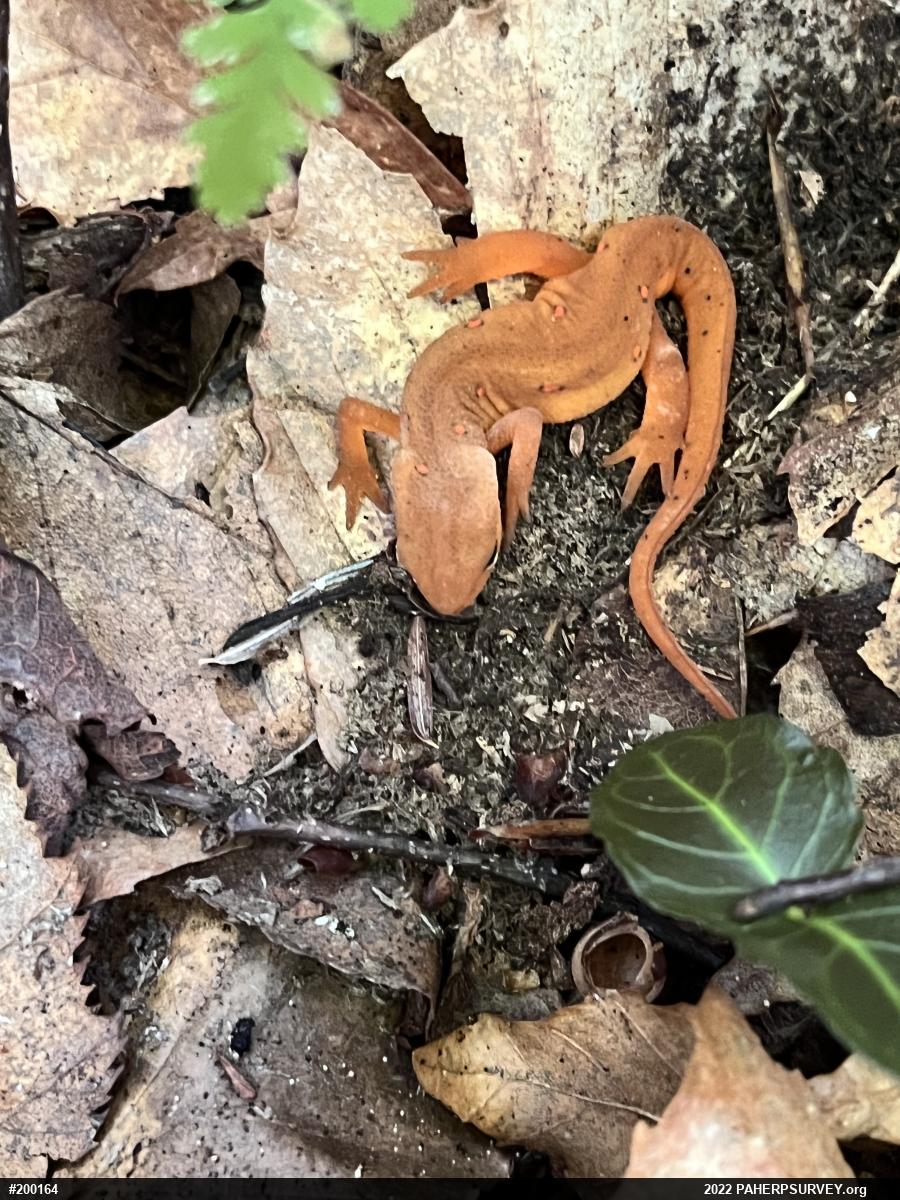 Red-spotted Newt