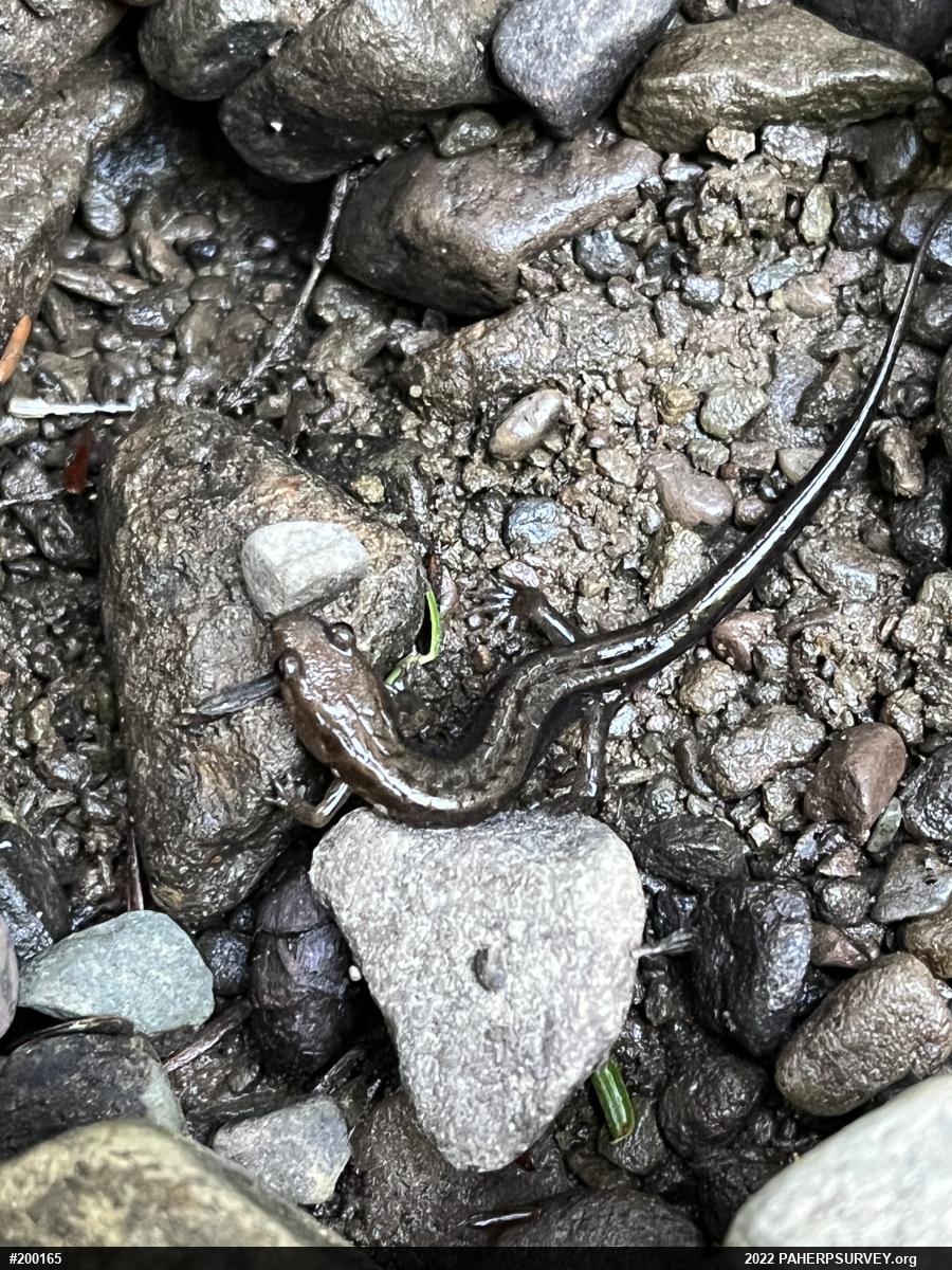 Allegheny Mountain Dusky Salamander