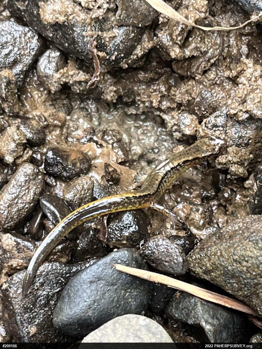 Northern Two-lined Salamander